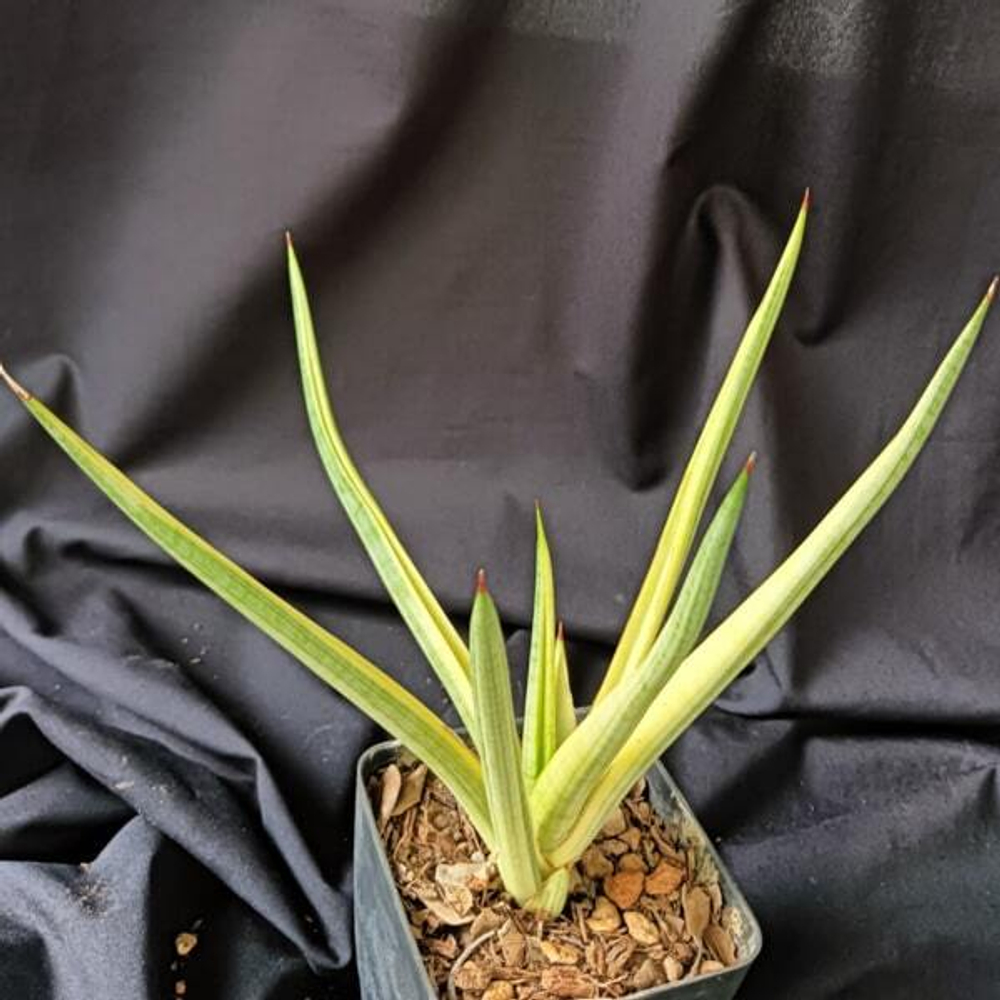 Сансевиерия ROYAL CROWN VAR