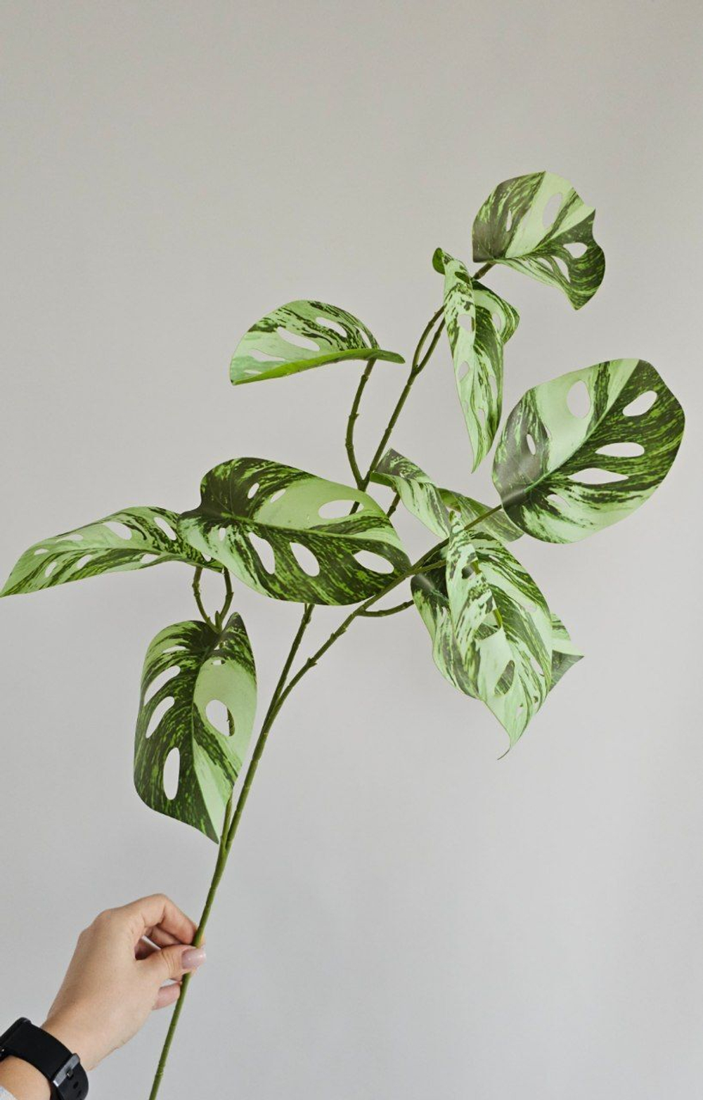 Монстера Адансона вариегатная / Арт 4204