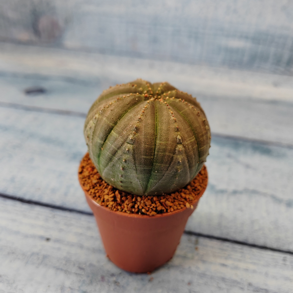 Euphoria Obesa (Эуфорбия)