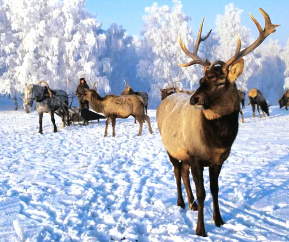 Семь чудес Алтая (4 дня/3 ночи)