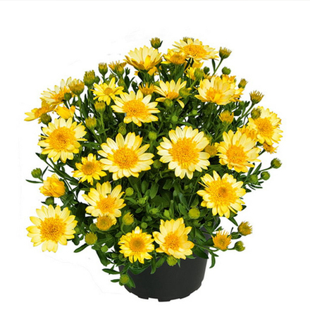 Остеоспермум махровый 3D Yellow ОКС укорененный черенок