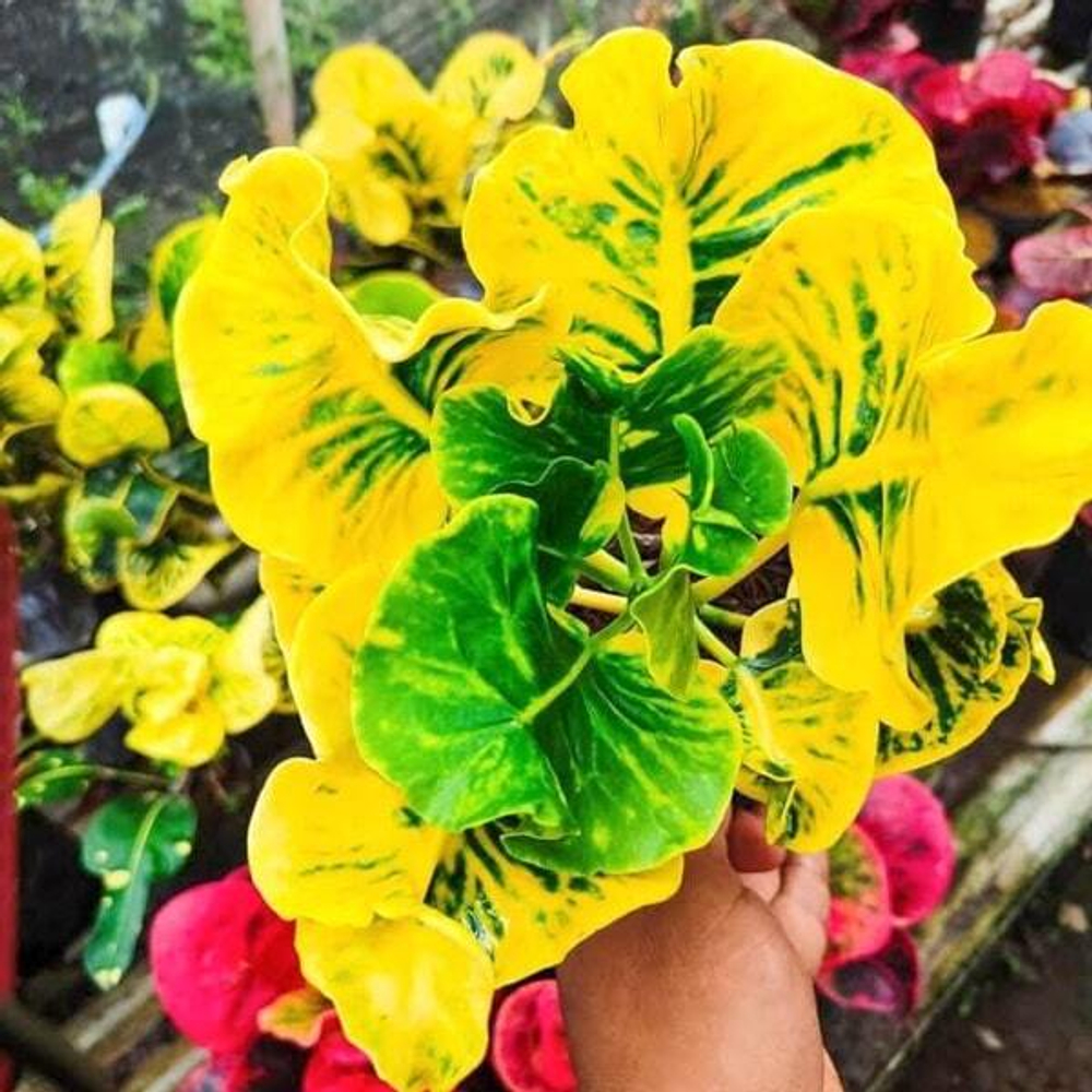 Кротон BAGASKARA