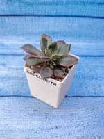 Echeveria Mina (Эхеверия)