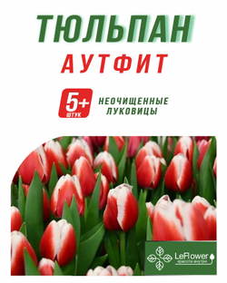 Тюльпан Луковица, Аутфит, 5+ шт