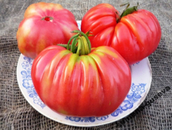 Помидоры Pink Аccordion