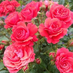 Аптаун Гёрл (Uptown Girl)