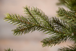 Ель 185см Black Box Датская зеленая