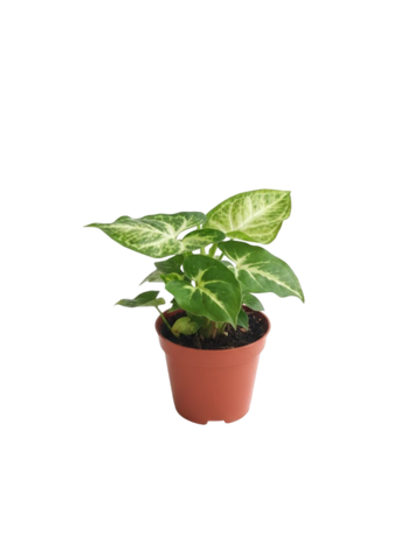 Сингониум Green Elf д.9