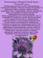 Остеоспермум Пурпурная ложка Маргариты