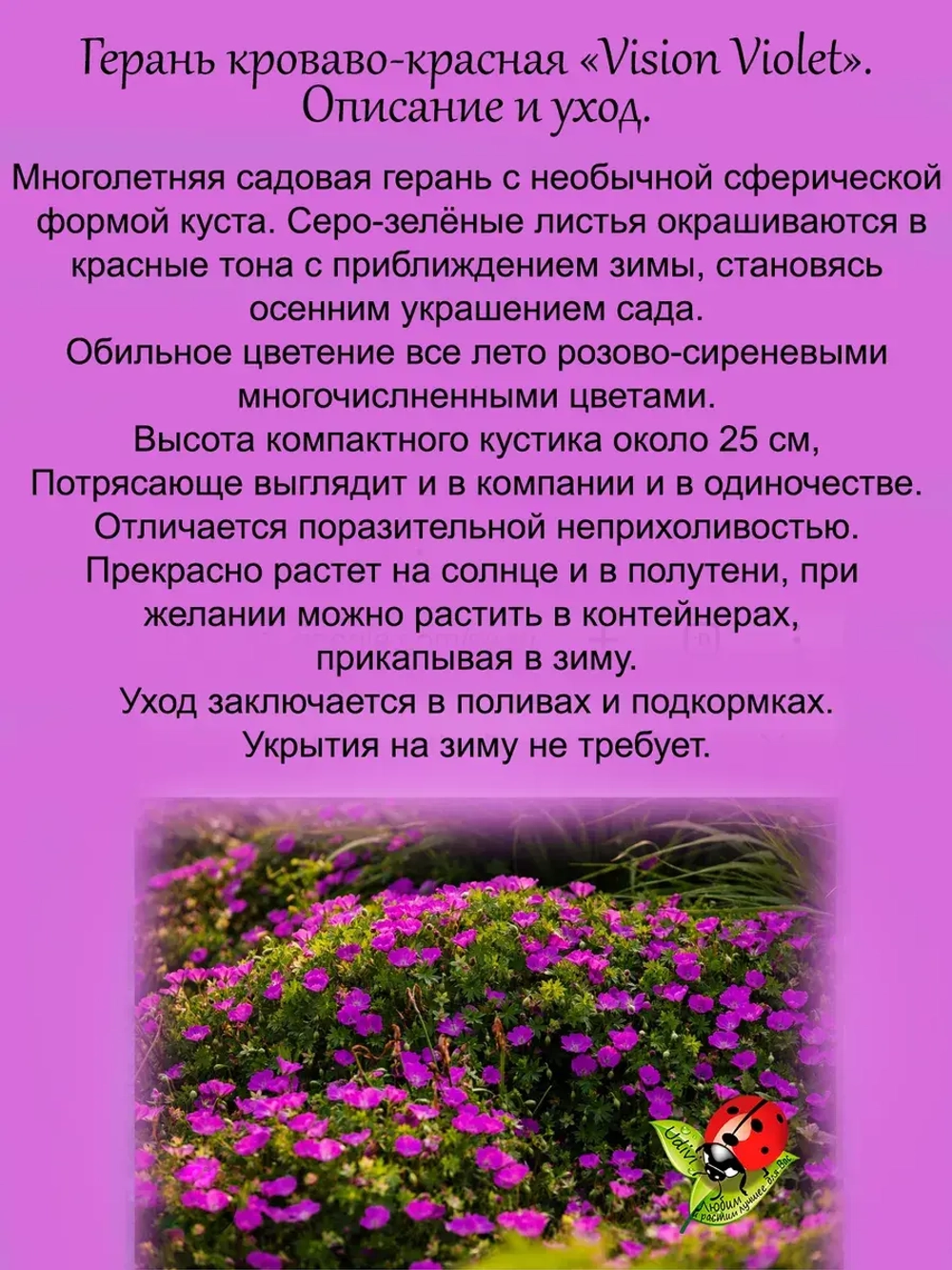 Герань Визион Виолет многолетняя