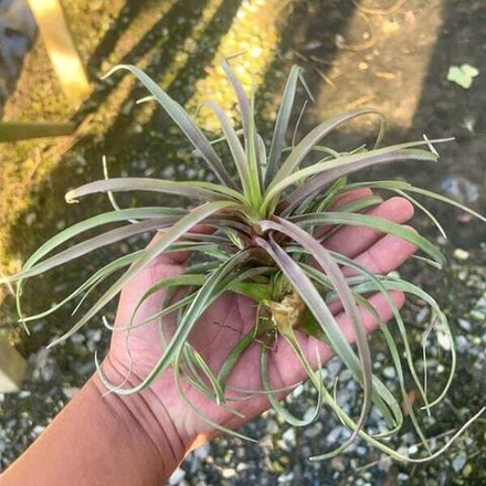 Тилландсия novakii