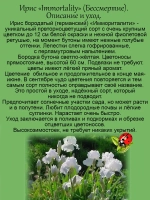 Ирис Бессмертие ремонтантный Имморталити