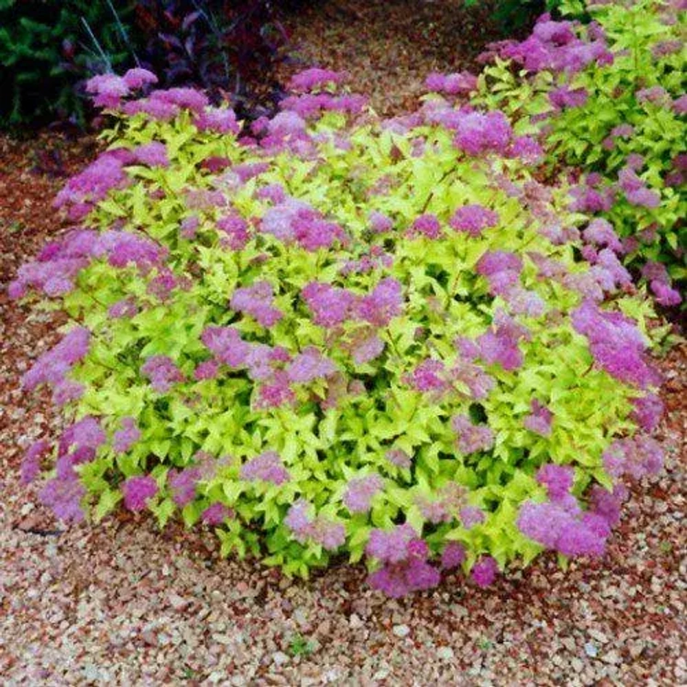 Спирея японская Голдмаунд С5 40-60