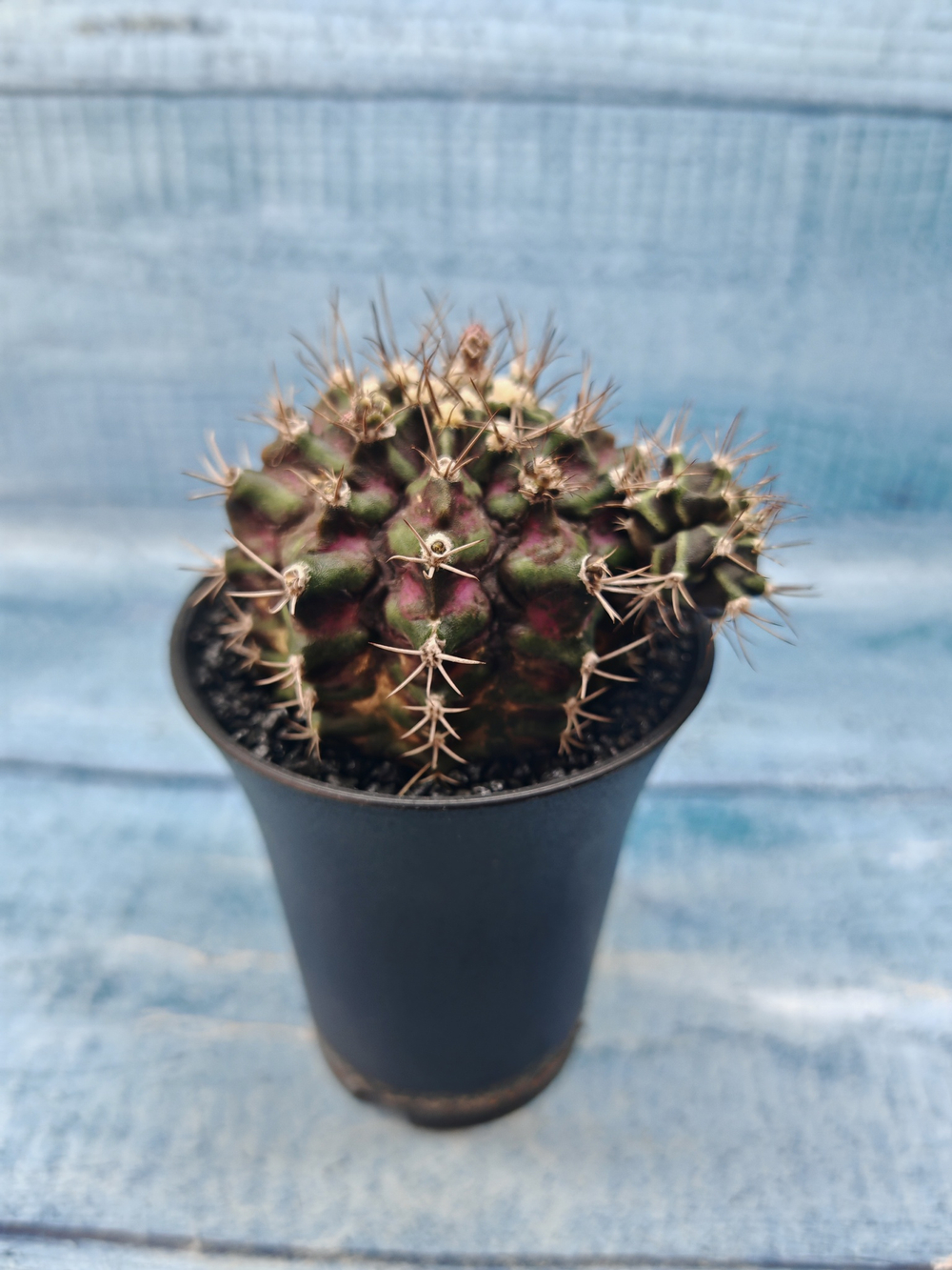 Gymnocalycium T-Rex Pink hybride (Гимнокалициум)