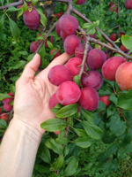 Пастилайсы рулетики яблоко-слива Алёнушка-мёд, 100 г от eco-apple.ru