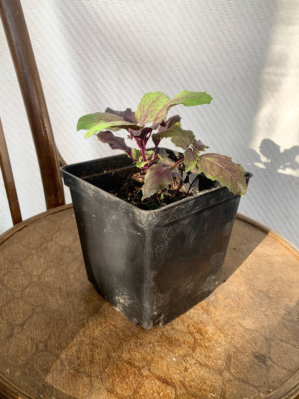 Базилик фиолетовый в горшке