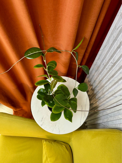Хойя Австралис Боу, D12см Н20см, 1шт, Urban Jungle