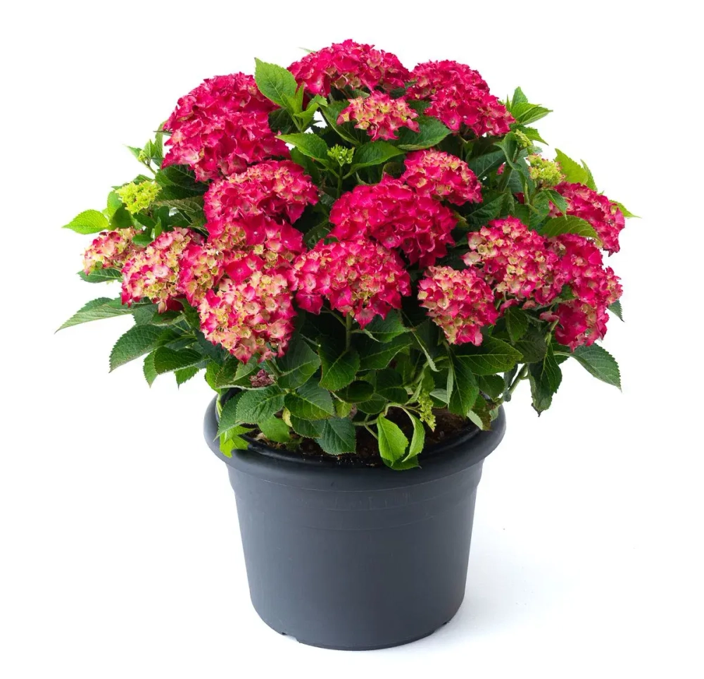 Роял Ред (Royal Red) р14 Европа весна 2026 г