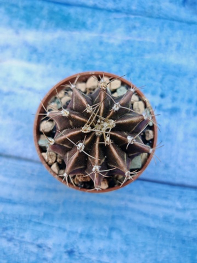 Gymnocalycium Friedrichii (Гимнокалициум)