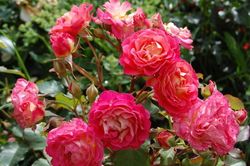 Мишель Бедросьян (Michelle Bedrossian)