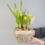 Композиция с первоцветами в розовой корзине