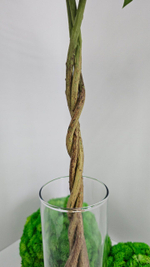 Пахира / Арт 3075