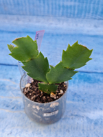 Schlumbergera cv. Rosa Brazil (Шлюмбергера)