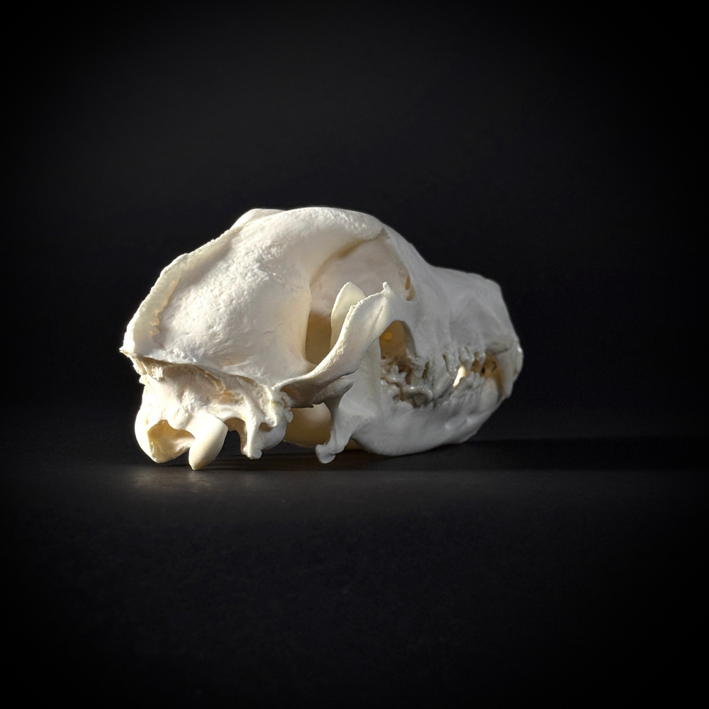 Череп собаки