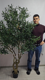 Дерево оливы разборное