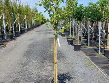 Растения на штамбе Европа апрель 2026