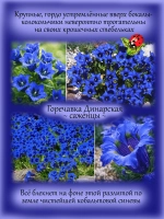 Горечавка Динарская