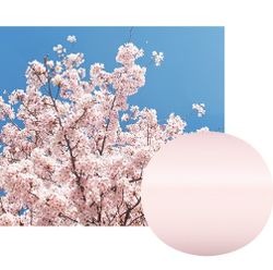 Ручка перьевая Sailor Shikiori Sakura Pink RT с пером F (11-0500-231) 4