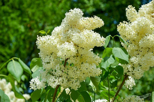 Сирень ПримРоуз (Primrose / Yellow Wonder)