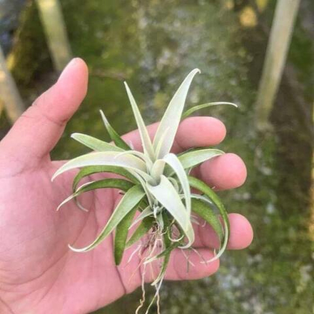 Тилландсия capitata Silver Rose