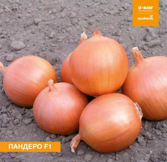 Пандеро F1 семена лука репчатого (Nunhems / Нюнемс)