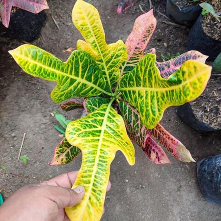 Кротон DASI JOJON RED