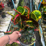 Кротон HUA JAI SEDTHEE