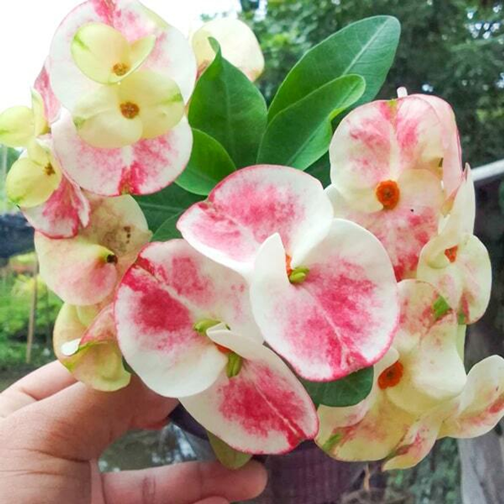 Эуфорбия Миля PHOB SUK