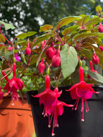 Фуксия Marinka