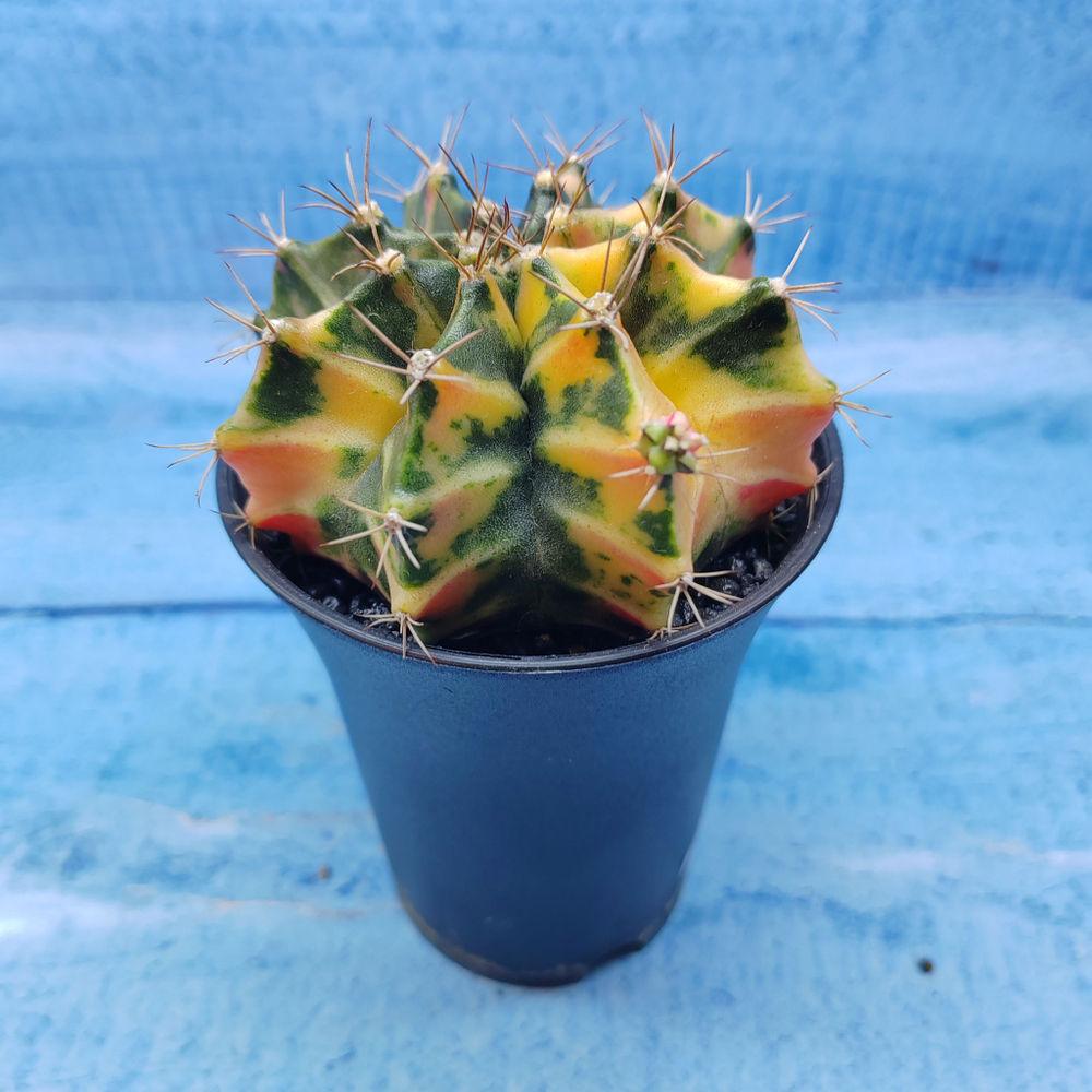Gymnocalycium Variegata (Гимнокалициум Вариегатный)