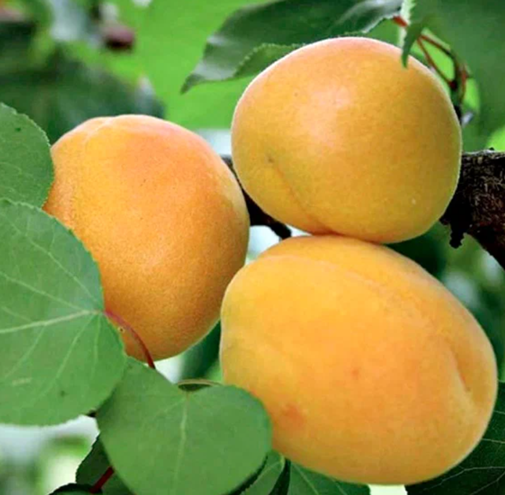 Абрикос Жигулевский сувенир ЗКС контейнер 5-7,5л, 3х летний саженец май 26