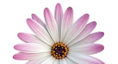 27100 Остеоспермум TYPE 252 PINK + WHITE