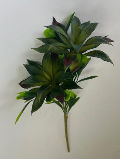 Ветка Агавы