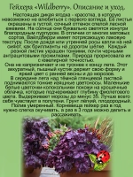 Гейхера Вайлдберри Дикая ягодка