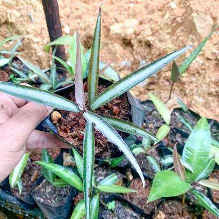 Ардизия PUMILA LONG LEAF