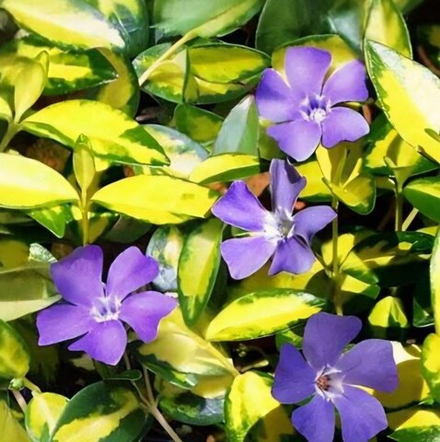 Барвинок малый Блю энд Голд