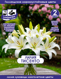 Лилия Луковица, Тисенто, 2 шт