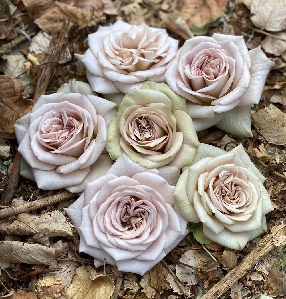 Нотр Дам (Notre Dam GR)