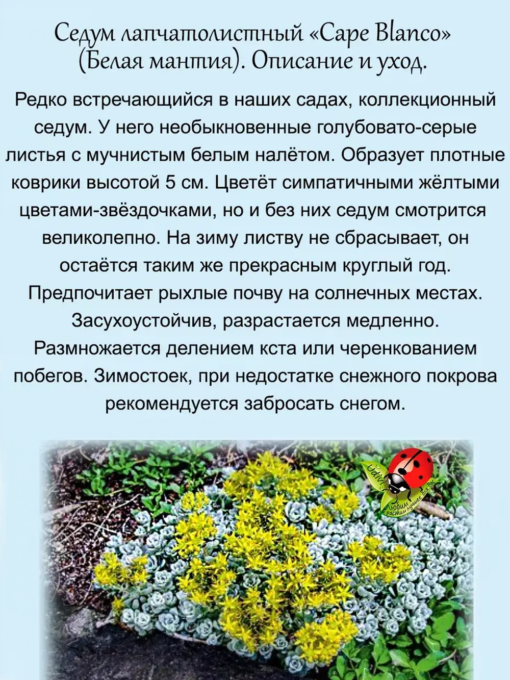Седум Белая мантия Кейп Бланко лапчатолистный