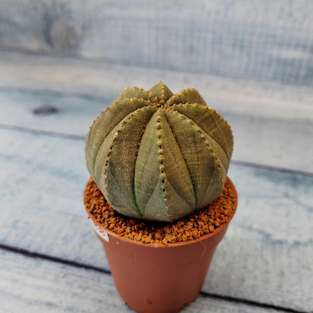 Euphoria Obesa (Эуфорбия)